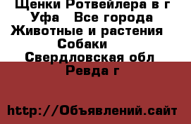 Щенки Ротвейлера в г.Уфа - Все города Животные и растения » Собаки   . Свердловская обл.,Ревда г.